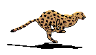 guepard.gif